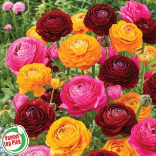 Colour Wheel Persian Buttercup Blend Thumbnail